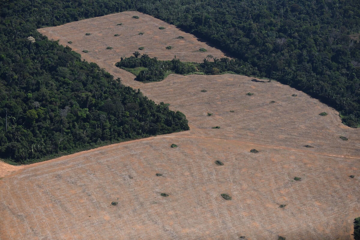 綠色和平巴西辦公室及非政府組織「巴西記者」聯手調查，發現在2018至2022年間，這處位於朗多尼亞州的非法牧場，飼養並販售至少8,700頭牲畜給肉品工廠。 © Nilo D'Avila / Greenpeace