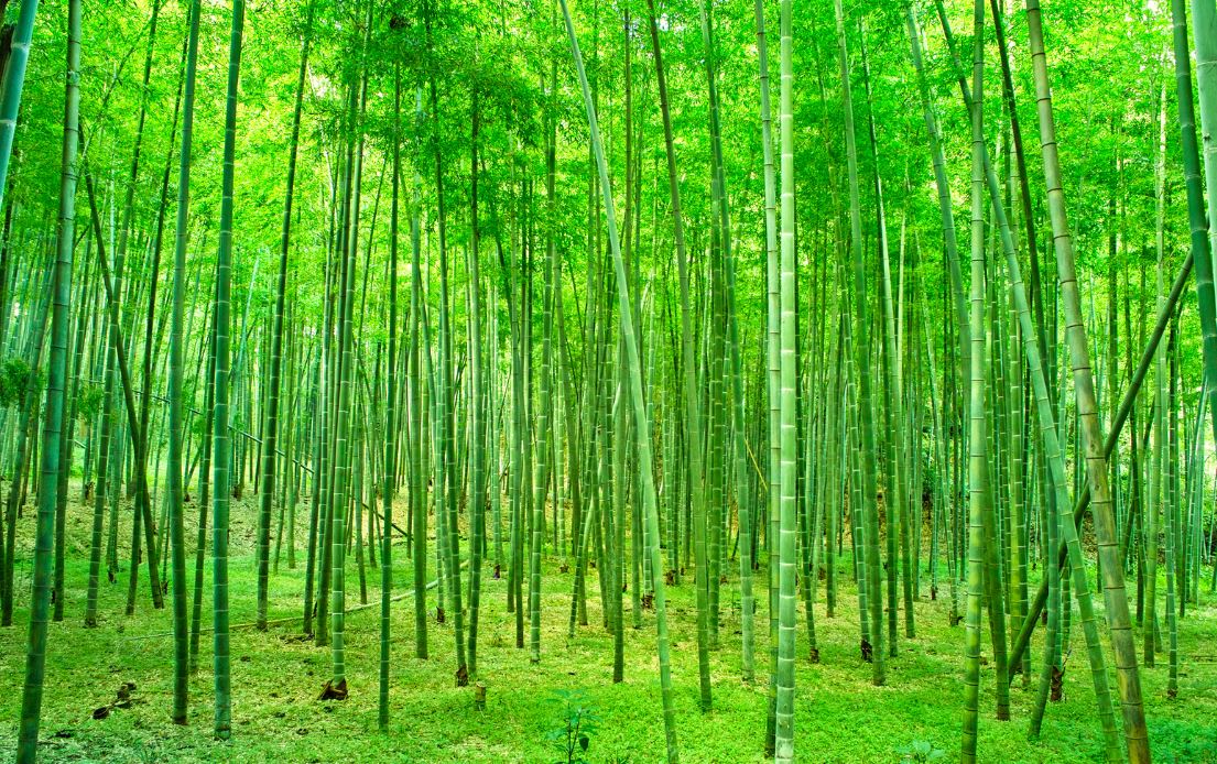 圖一： 臺灣各地常見的竹子適合發展自然碳匯，固碳量是樹木的 2-4 倍。