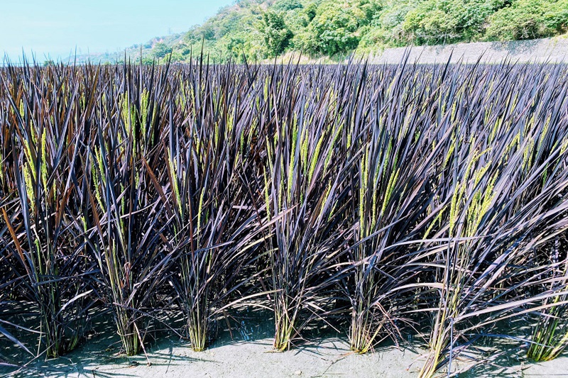 花蓮23號原是景觀用稻，現在可以釀製醬油、米香等產品，而以先進的熱解技術碳化稻殼後，可增加植物抗病性，達成永續循環之效。