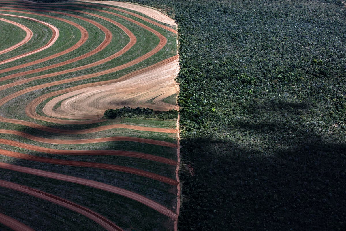 在巴西，農業綜合企業為集中種植大豆和玉米，大規模砍伐、燒毀珍貴的亞馬遜森林，更禍殃鄰近的塞拉多稀樹草原（Cerrado）及潘塔納爾濕地（Pantanal），嚴重威脅當地傳統社區和天然資源，且並沒有為當地和全球創造出均衡的財富