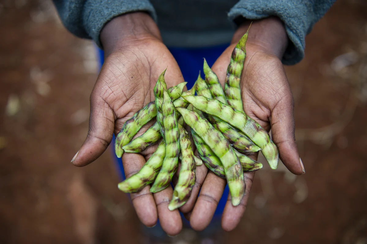 肯亞的農夫有效應用友善生態的務農技術，使他們更有能力面對氣候變遷的挑戰。 