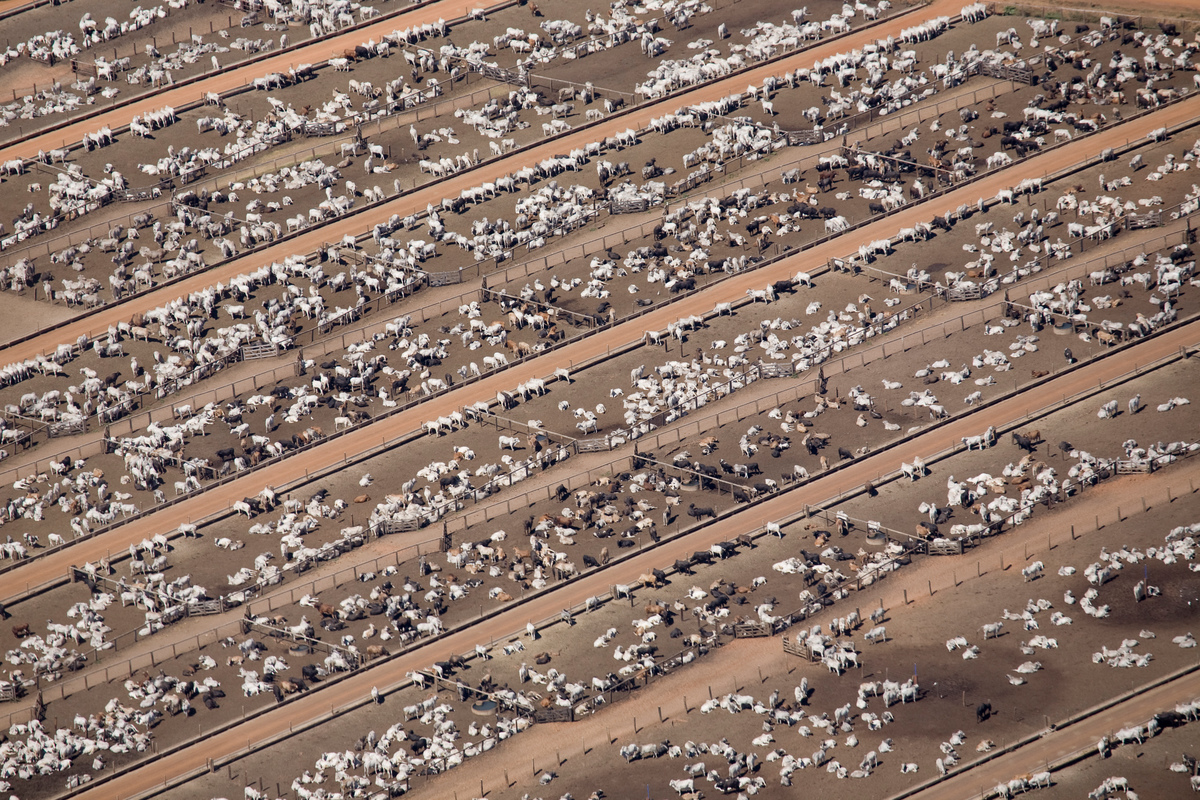 動物的排泄物、飼料和肥料都會對空氣、水和土地帶來污染。特別是密集飼養數萬隻牲畜大型牧場，產生的污染量相當驚人。 © Greenpeace / Daniel Beltrá