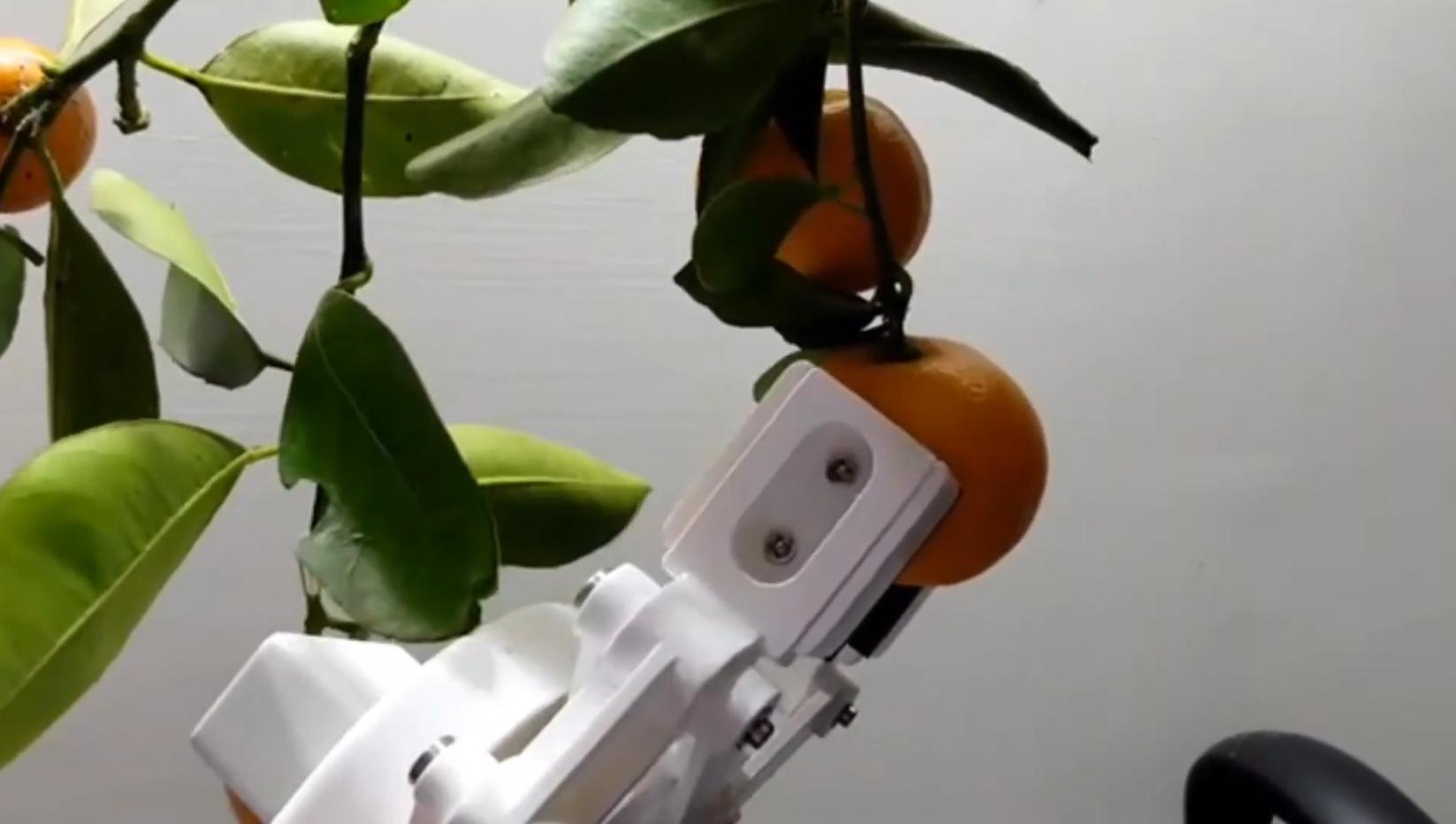 AI 在各種實地場景的潛力不斷突破，水果採摘機器人成為備受期待的一項應用。