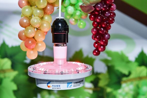 工研院針對農作物成長需要的特定光譜，透過軟硬整合技術發展為「LED智慧光源系統模組」，不僅降低電費，還提升葡萄甜度。