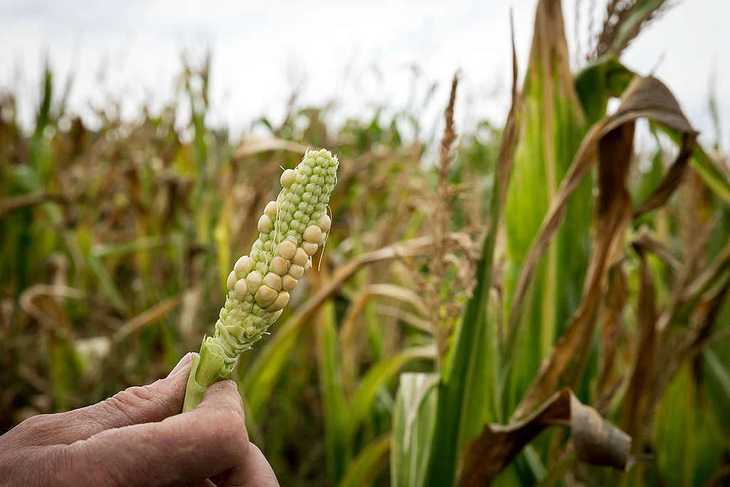 德國農人受氣候變遷影響，作物出現劣化問題。 © Gordon Welters / Greenpeace